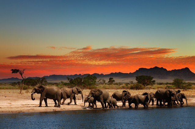 Herd of elephants in african savanna at sunset